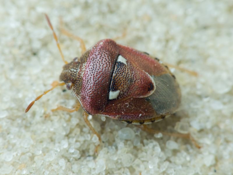 Stagonomus bipunctatus (Linnaeus, 1758)